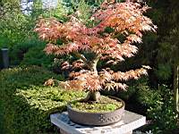acer pal coral pink 1a.JPG
